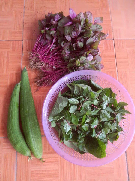 Trồng[-]nhiều[-]loại[-]rau[-]khác[-]nhau[-]với[-]diện[-]tích[-]15[-]m2